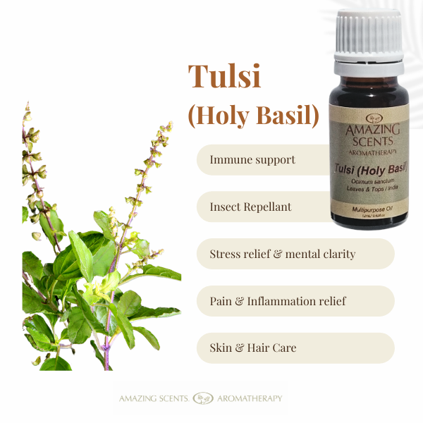 Tulsi (Holy Basil)