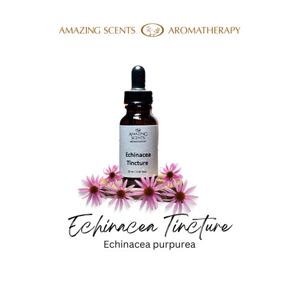 Echinacea