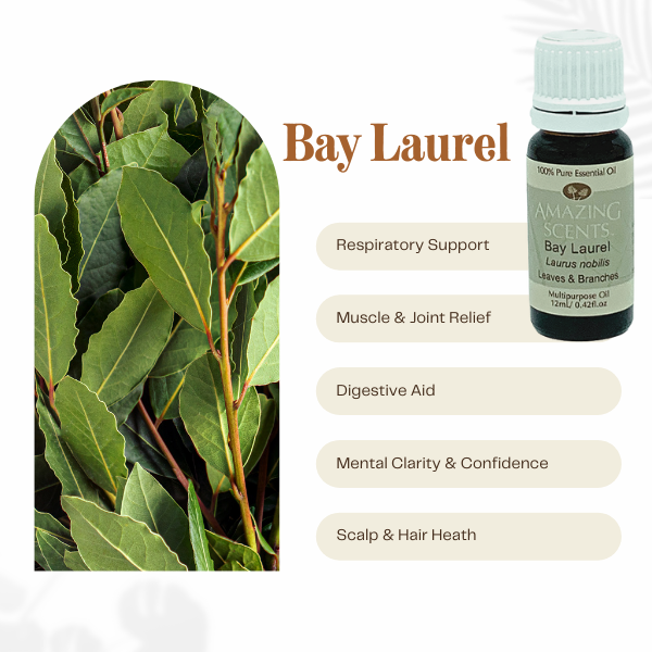 Bay Laurel